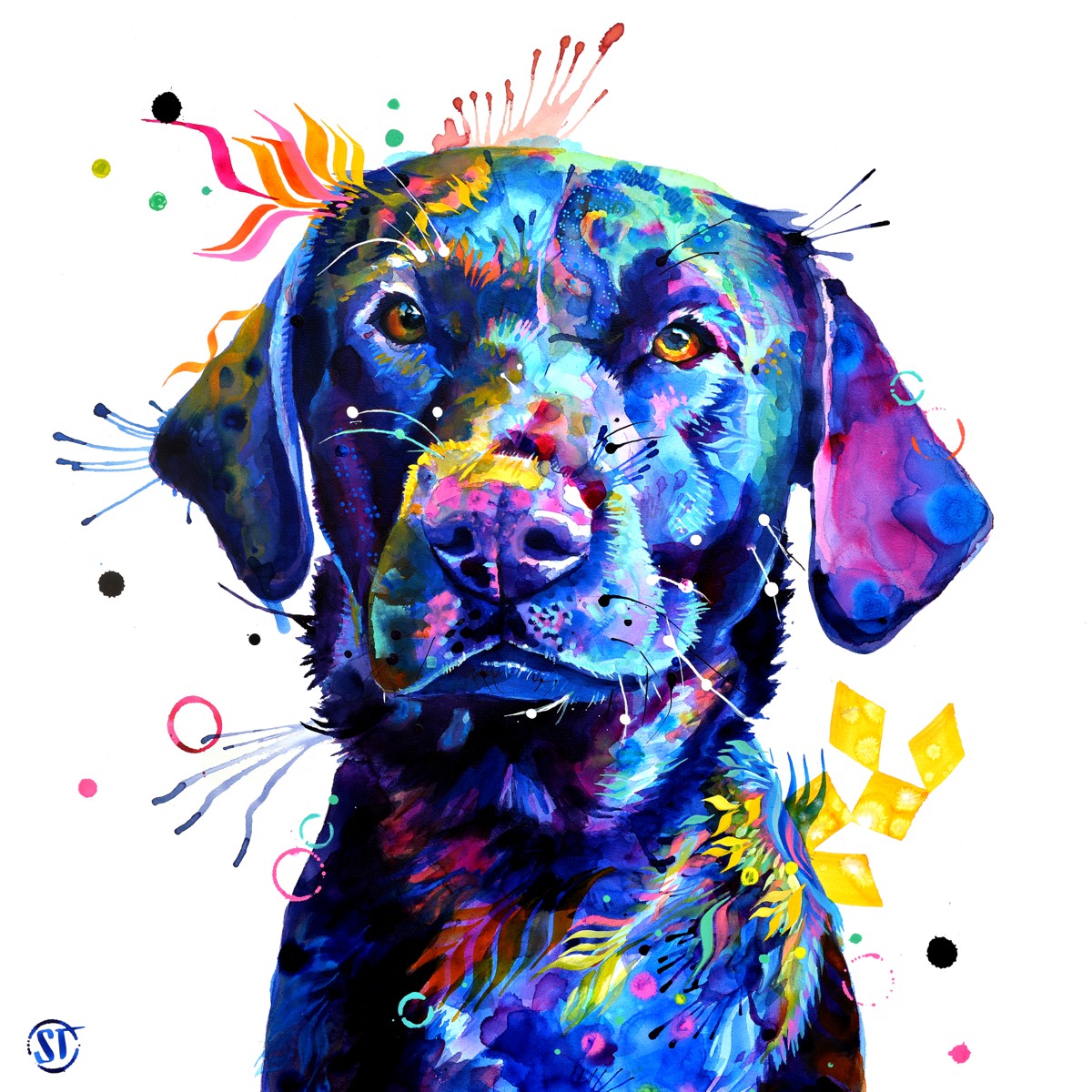 Bonkers the Black Labrador