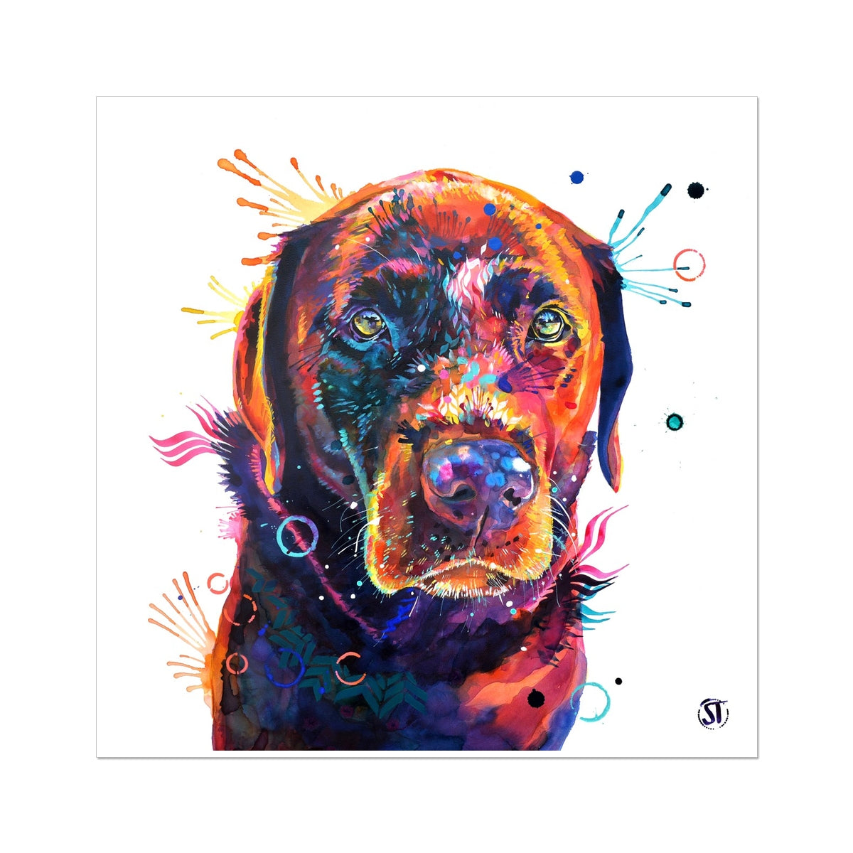 Tedi the Chocolate Labrador