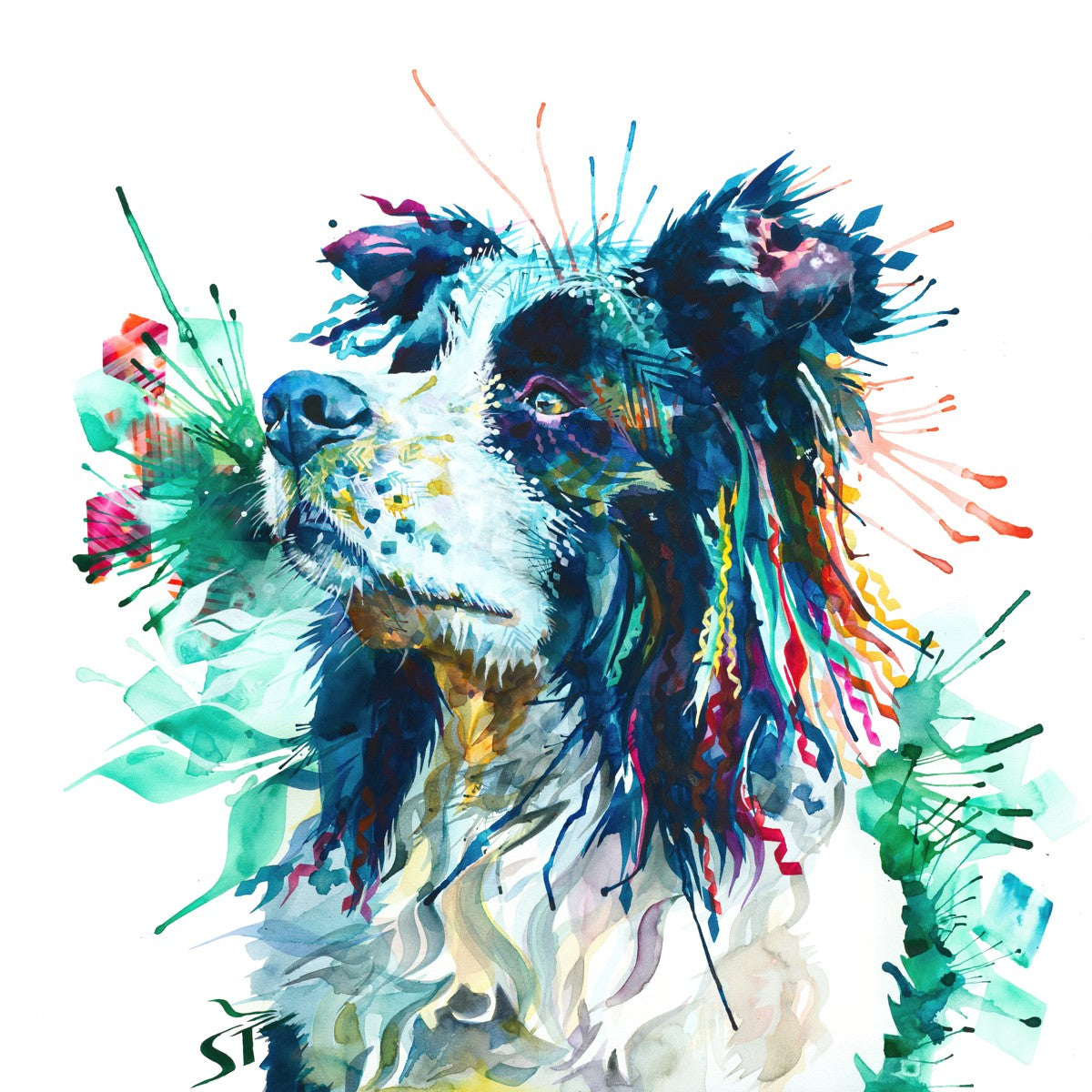 Jasper the Border Collie