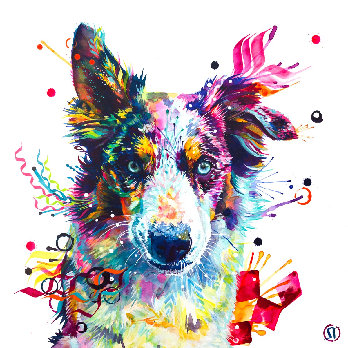 Loki the Border Collie