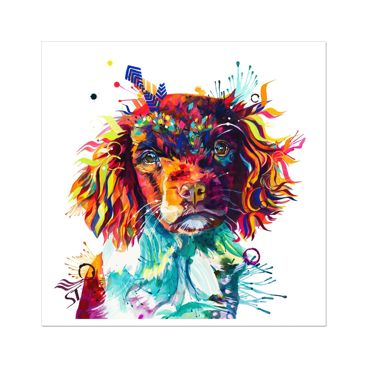 Cally the Springer Spaniel