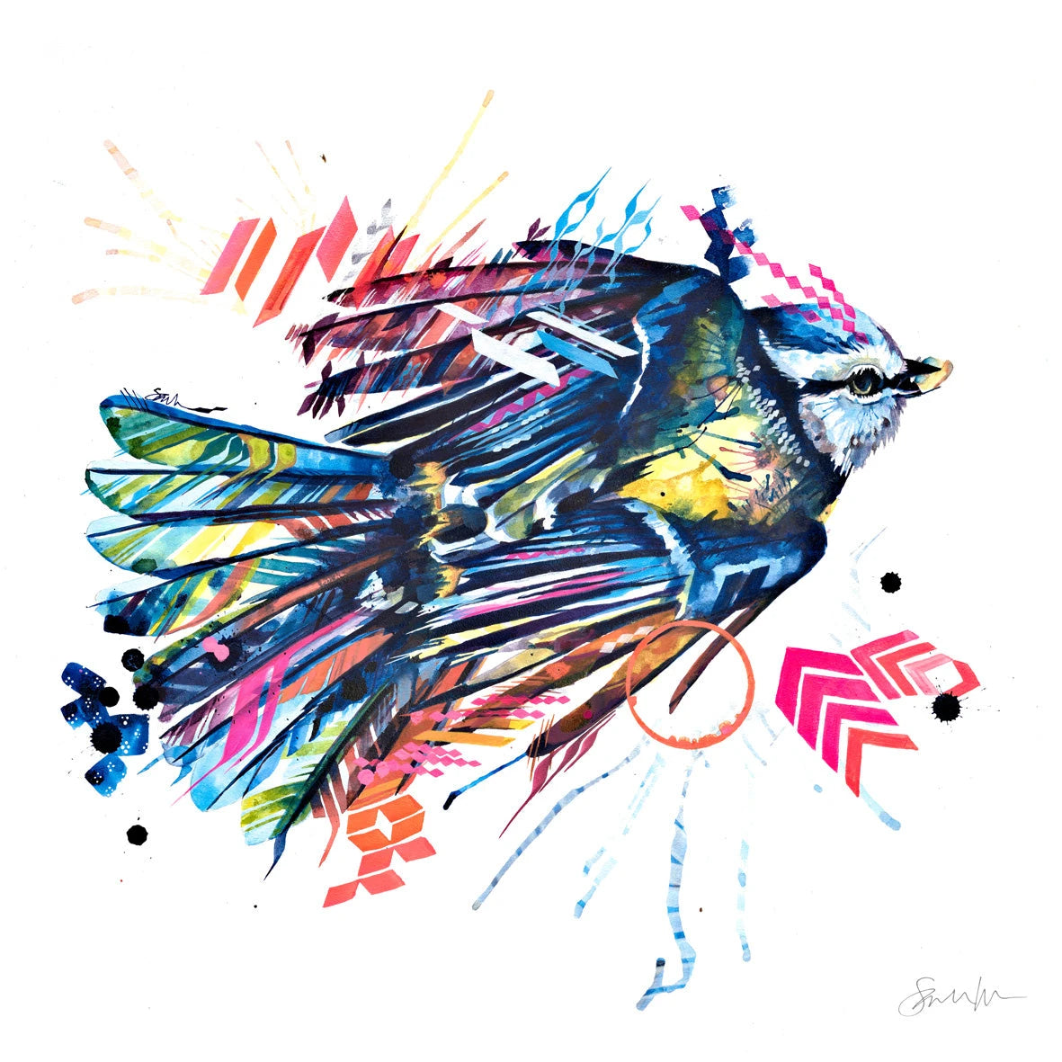 Bird-paintings Sarah Taylor Art