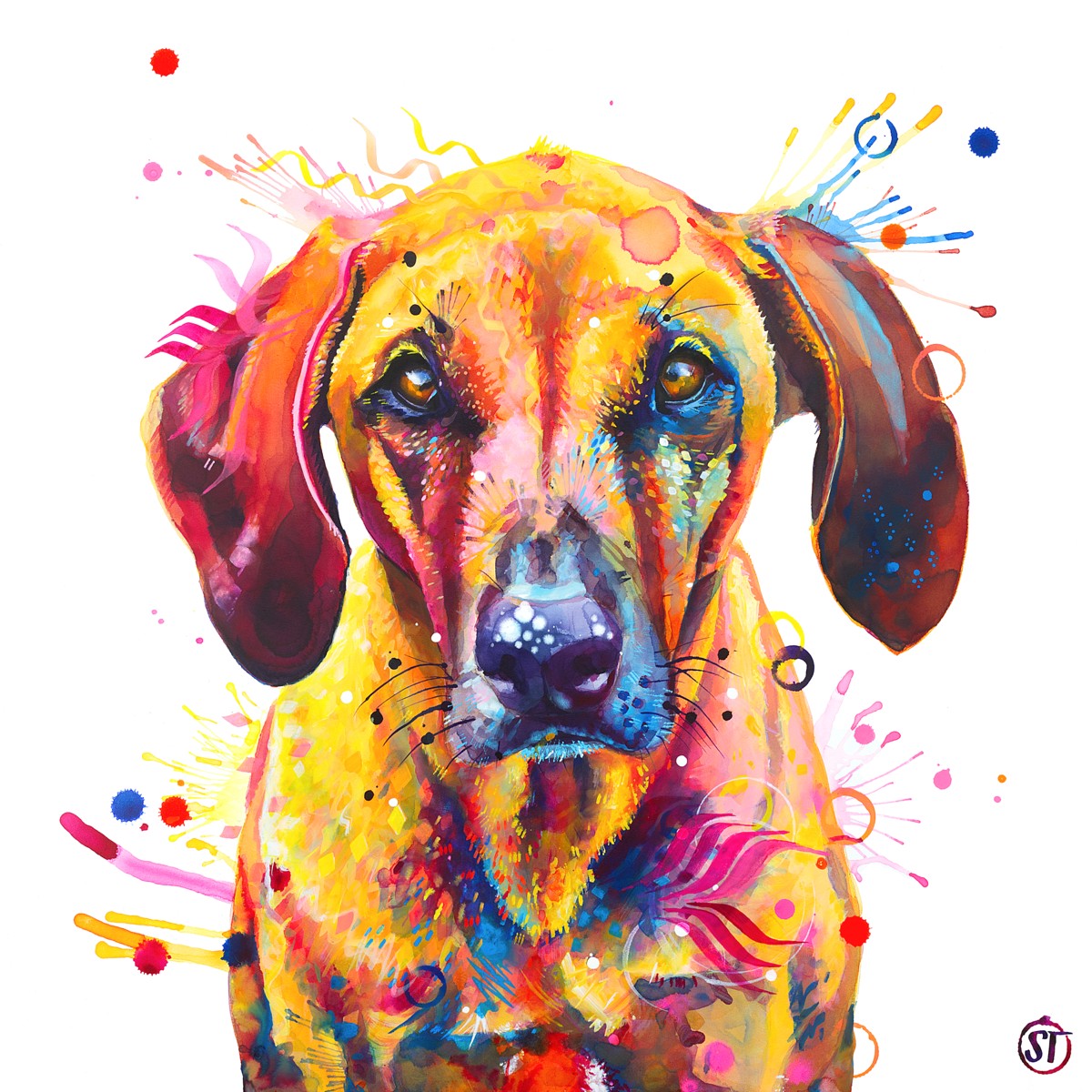 Rhodesian Ridgeback - Zula