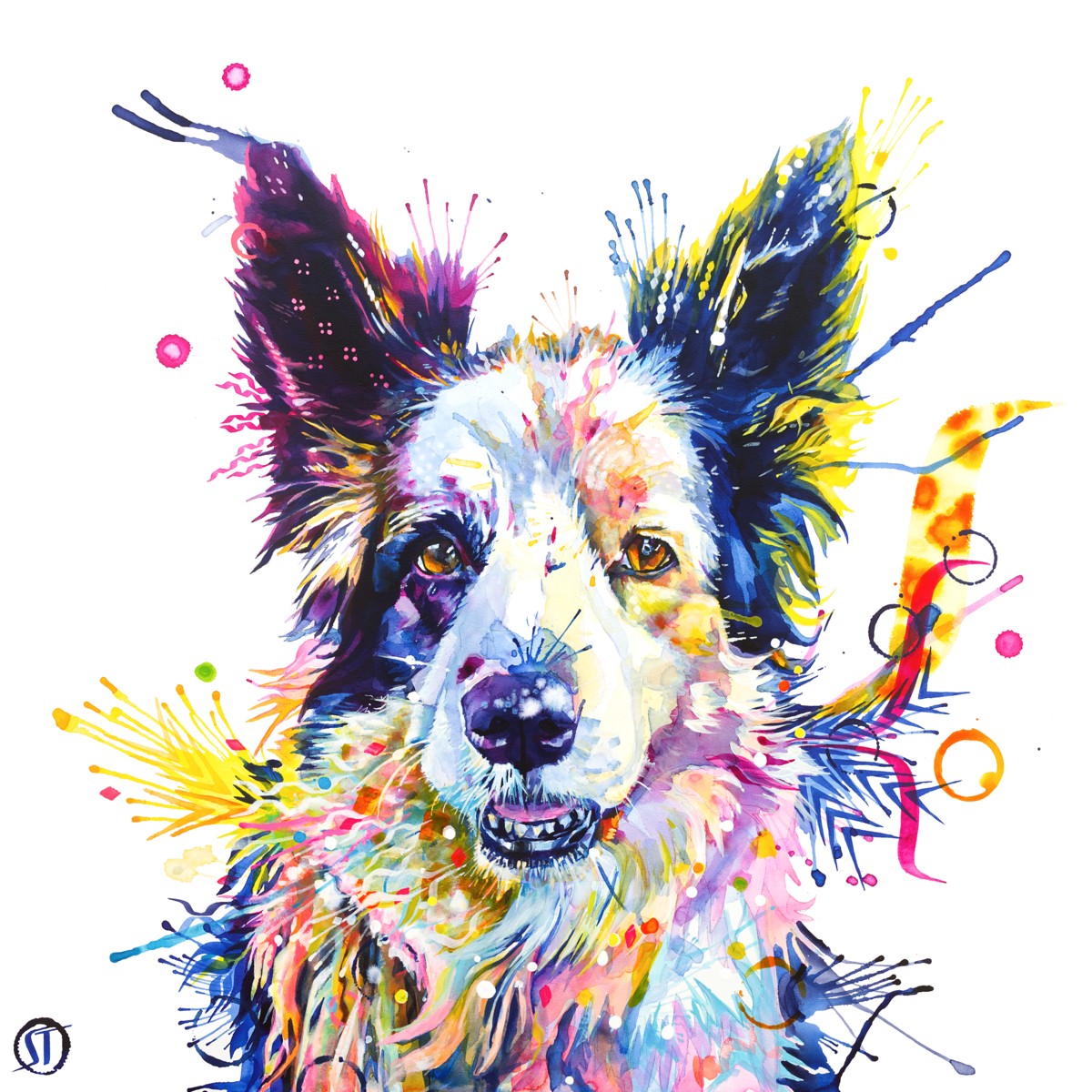 Poppy the Border Collie