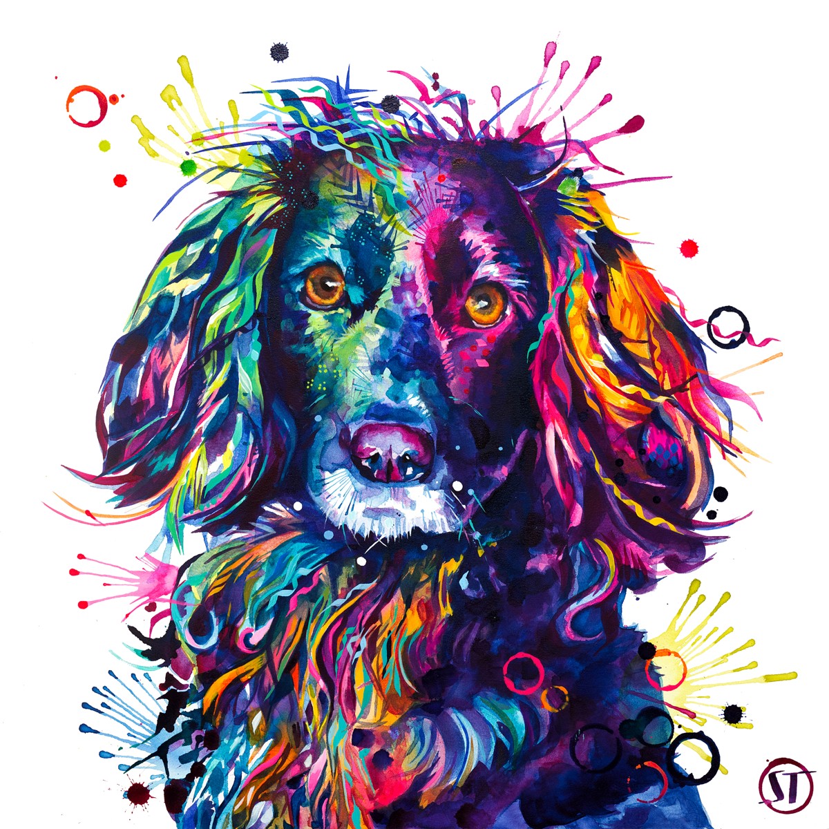 Loki the Cocker Spaniel