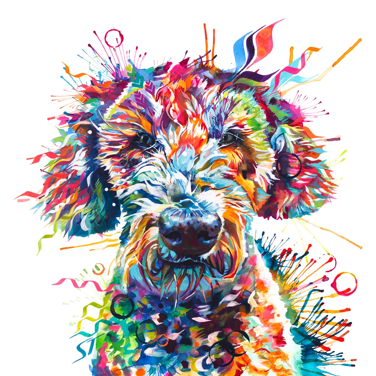 Basil the Labradoodle