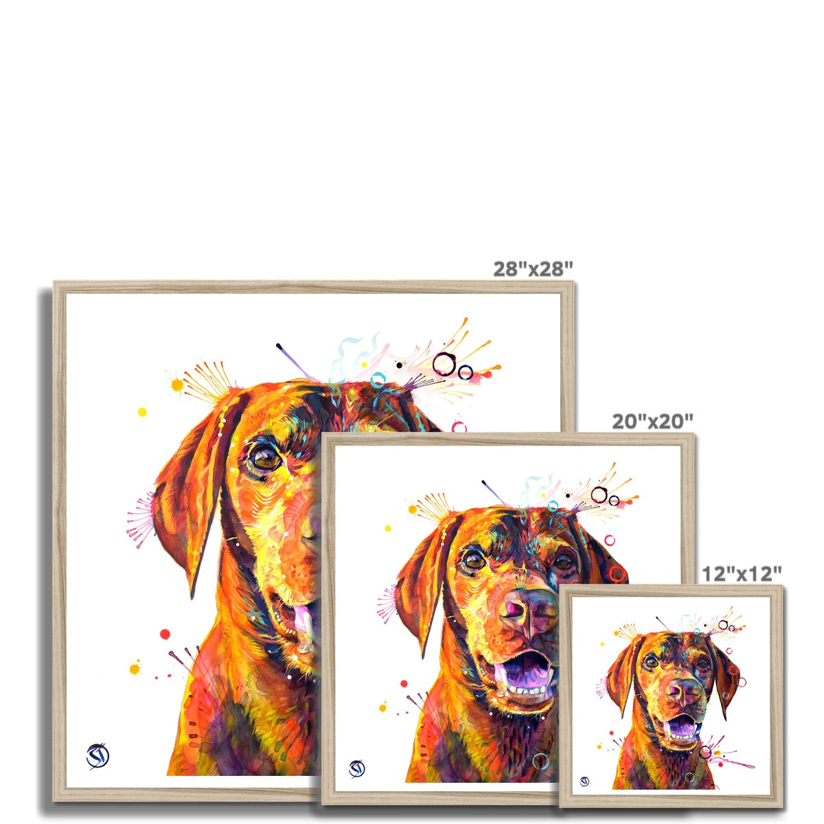 Freo the Vizsla Framed Print Sarah Taylor Art