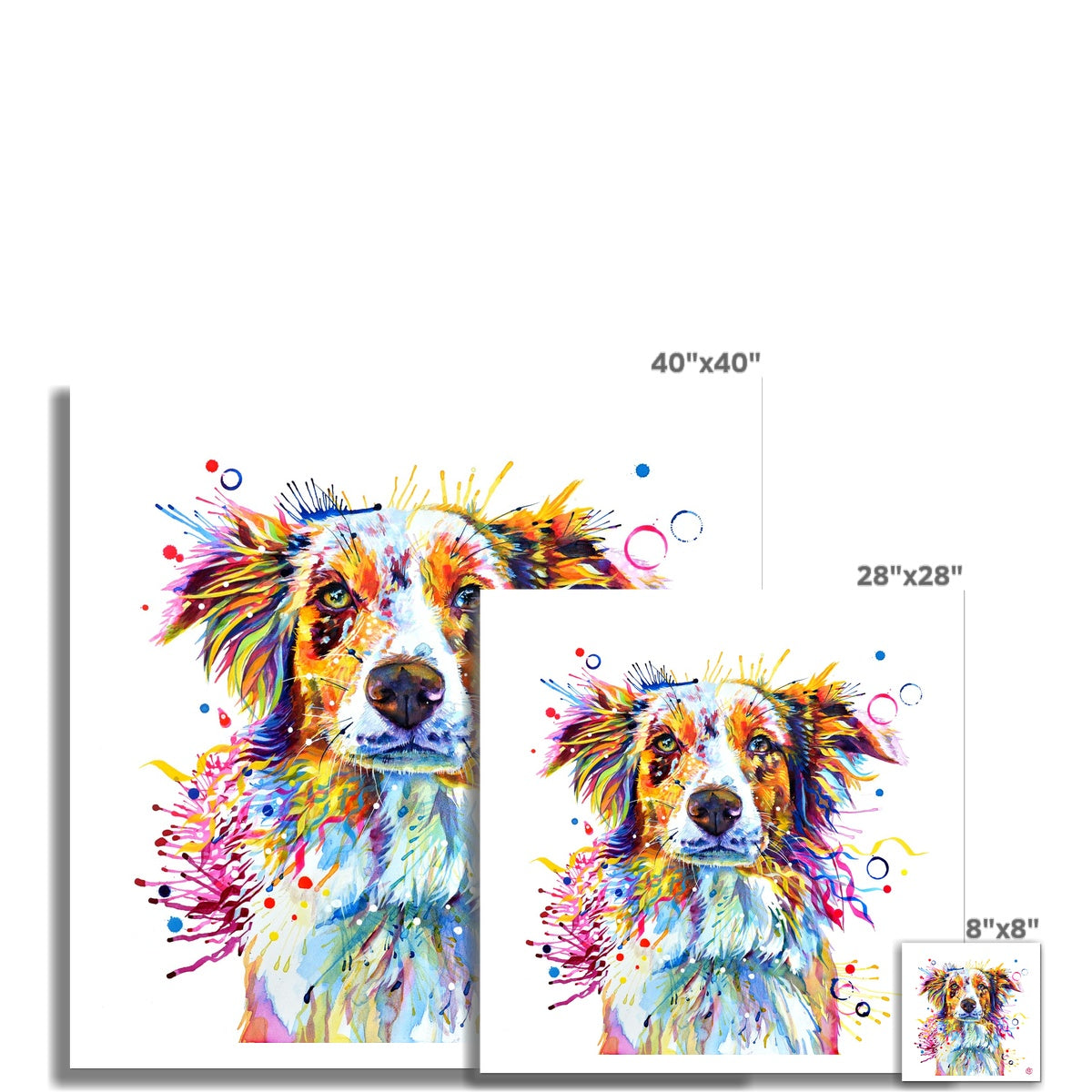 Mabel the Collie Fine Art Print Sarah Taylor Art