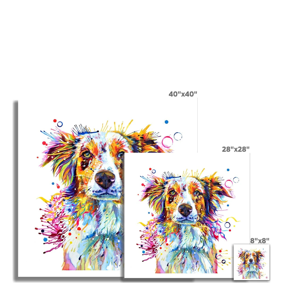 Mabel the Collie Fine Art Print Sarah Taylor Art