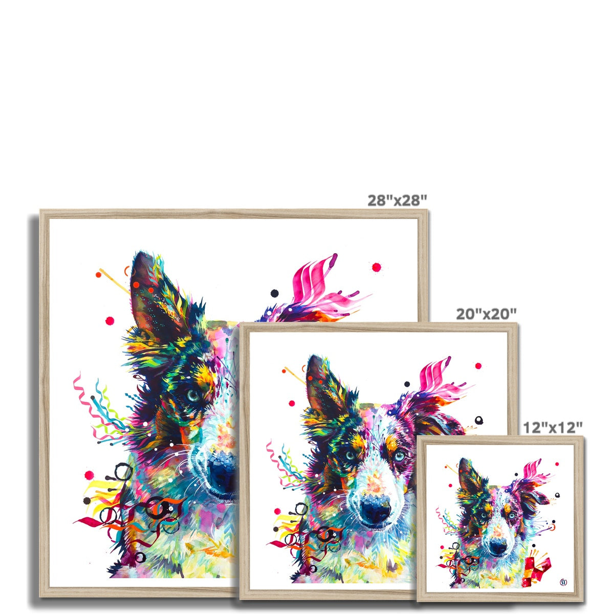 Loki the Border Collie Framed Print Sarah Taylor Art