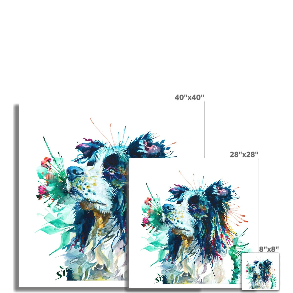 Jasper the Border Collie Fine Art Print Sarah Taylor Art