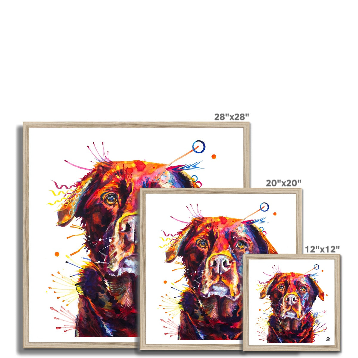 Rosey the Chocolate Labrador Framed Print Sarah Taylor Art