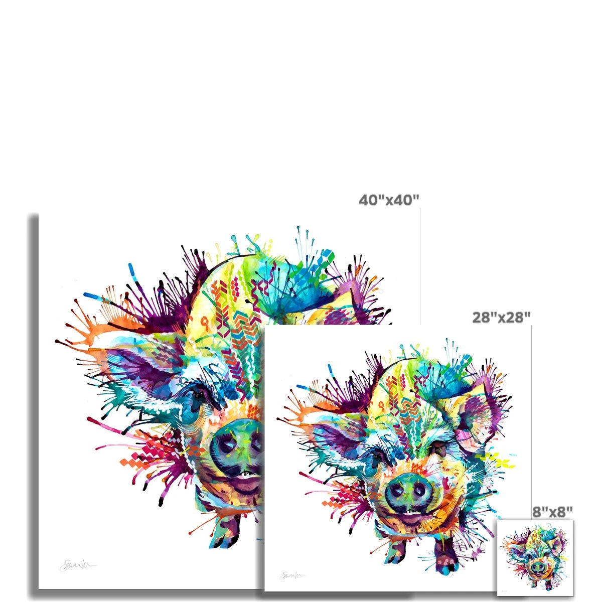Gloria the Kune Kune Pig Fine Art Print Sarah Taylor Art