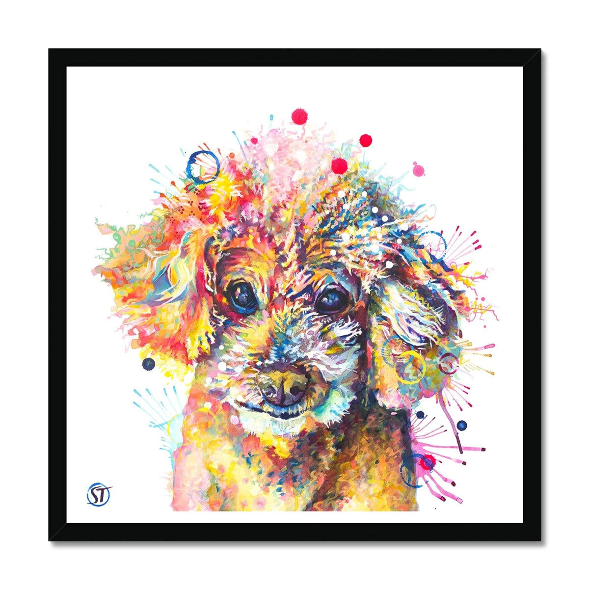 Colourful Toy Poodle framed print with fluffy apricot curls, dark shining eyes and bright paint splashes by Sarah Taylor Art