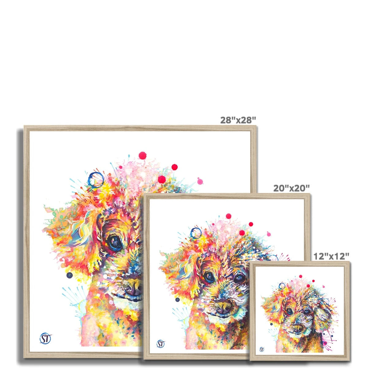 Colourful Toy Poodle framed print with fluffy apricot curls, dark shining eyes and bright paint splashes by Sarah Taylor Art