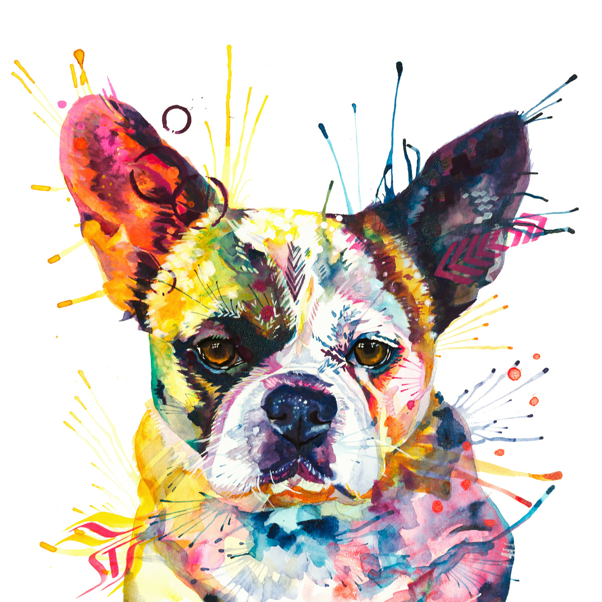 Ludo the Bullnese (French Bulldog x Pekingnese) Framed Canvas