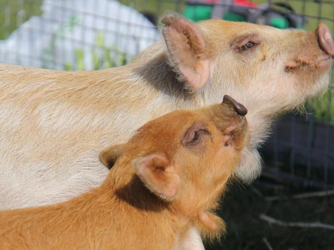 Gloria and Gladys, the Kune Kune pigs of Brixworth Nursery Farm-Sarah Taylor Art