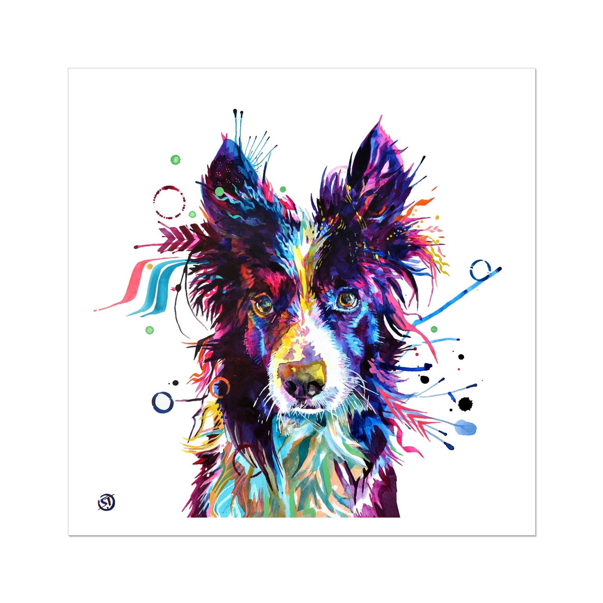 Jip the Border Collie