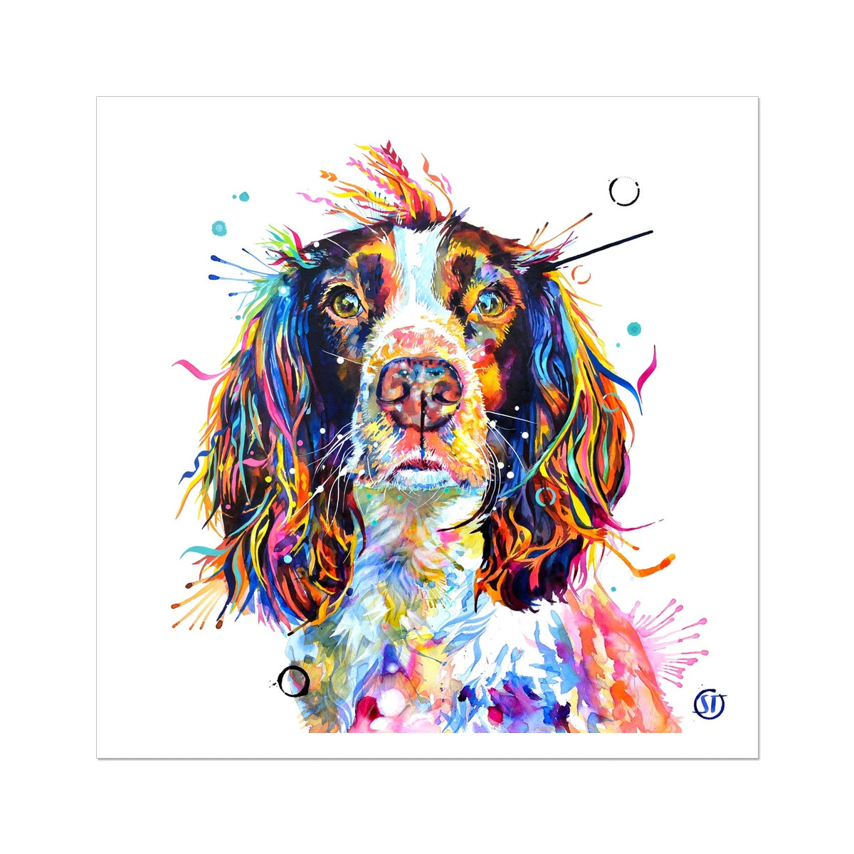Ivy the Sprocker Spaniel