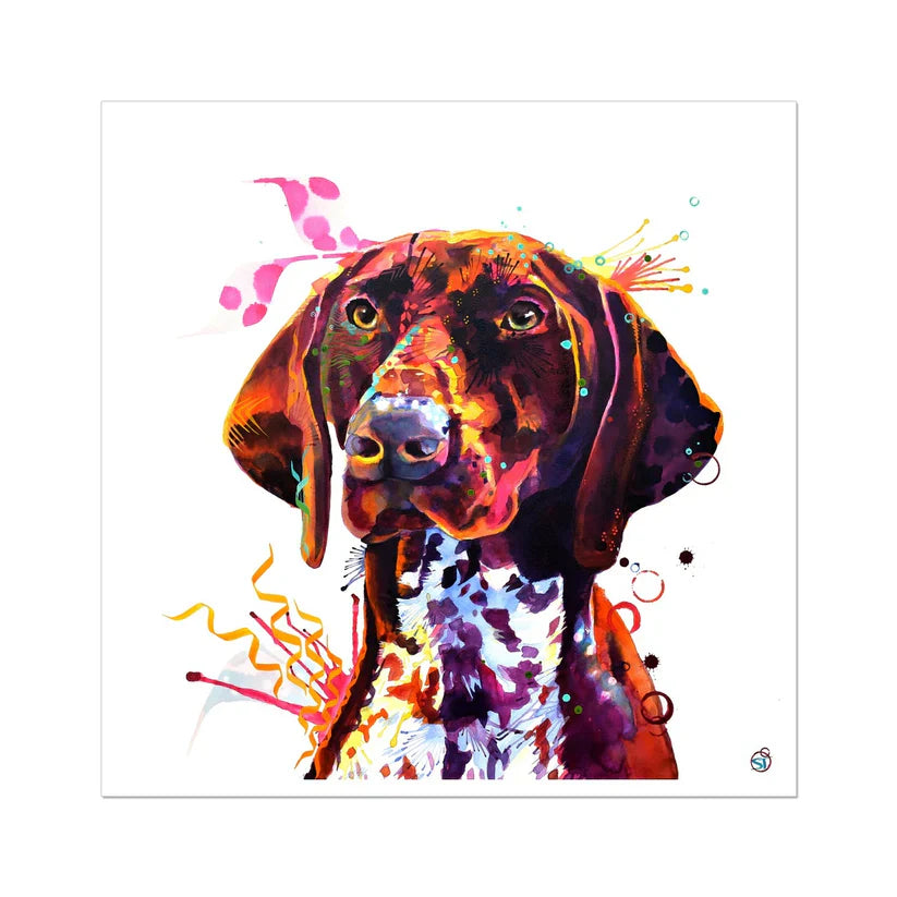 Lola the German Pointer