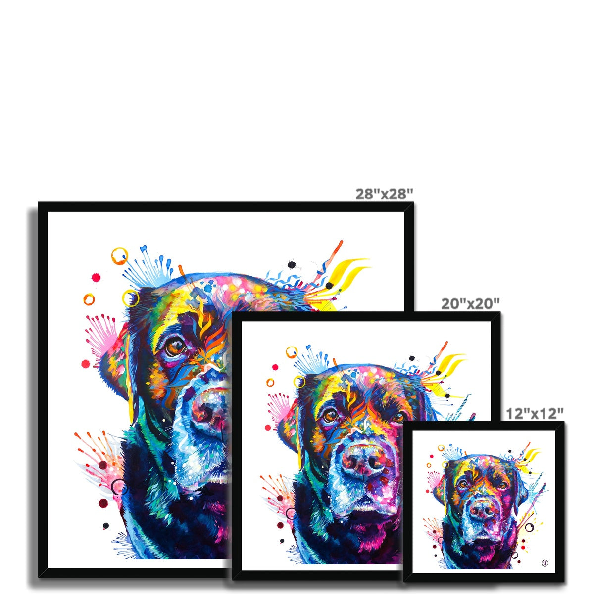 Beckett the Black Lab Framed Print