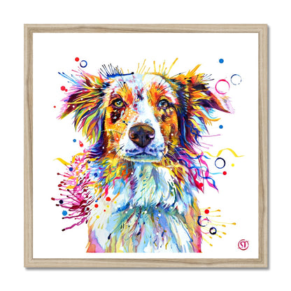 Mabel the Collie Framed Print