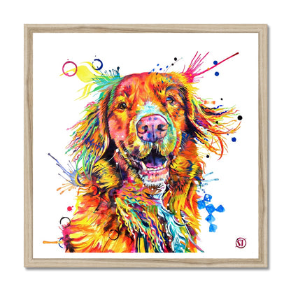 Effy the Duck Toller Framed Print