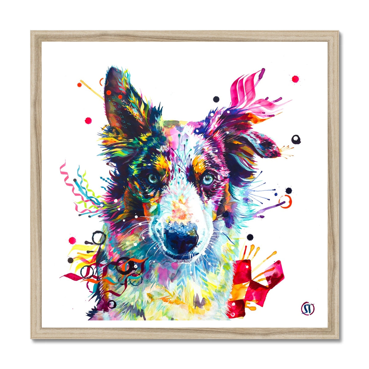 Loki the Border Collie Framed Print