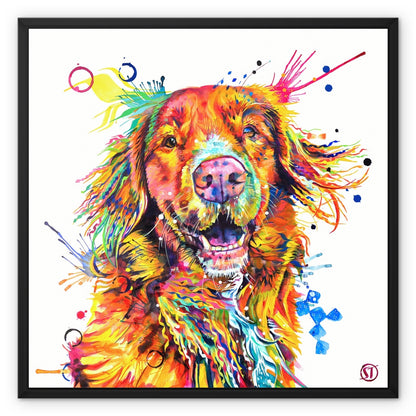 Effy the Duck Toller Framed Canvas