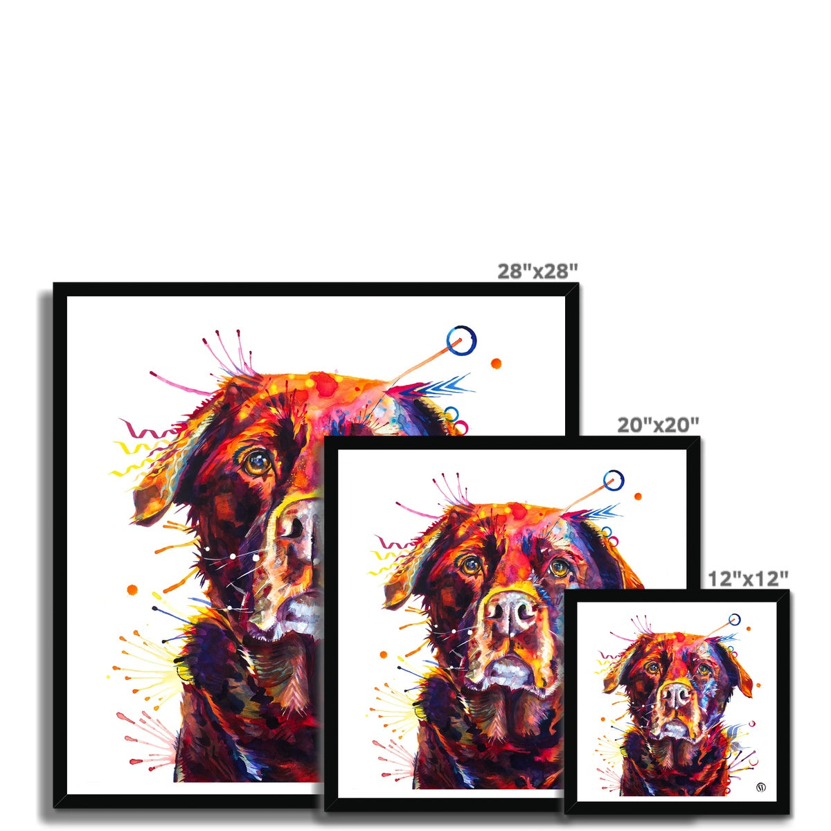 Rosey the Chocolate Labrador Framed Print