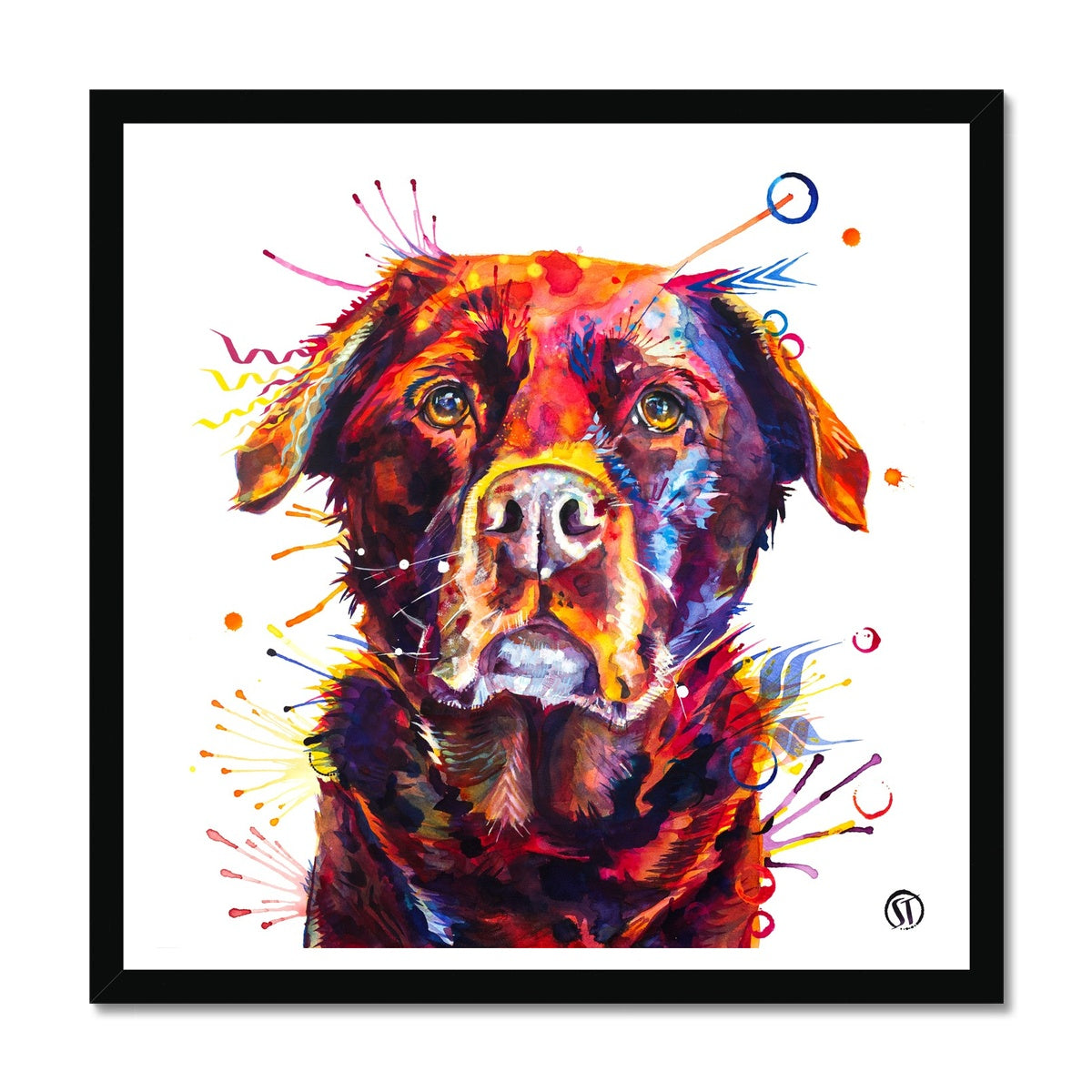 Rosey the Chocolate Labrador Framed Print