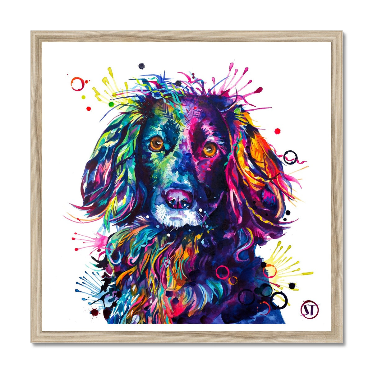 Loki the Cocker Spaniel Framed Print