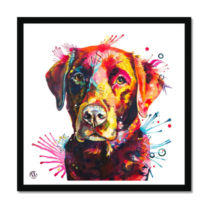 Ivy the Chocolate Labrador Framed Print