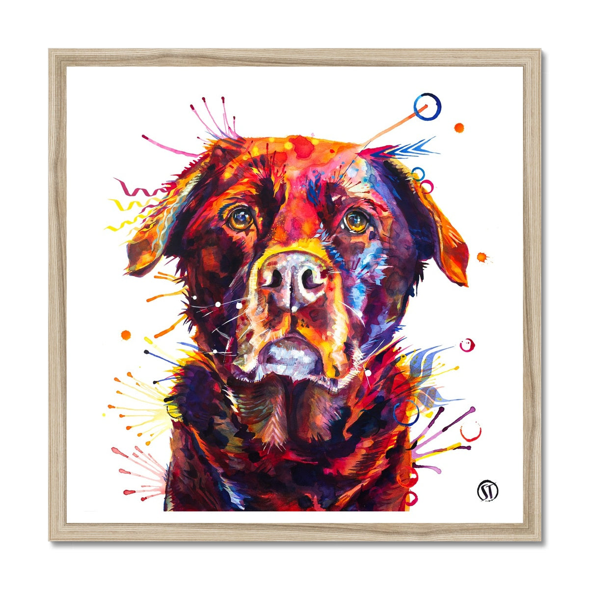 Rosey the Chocolate Labrador Framed Print