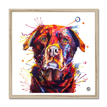 Rosey the Chocolate Labrador Framed Print