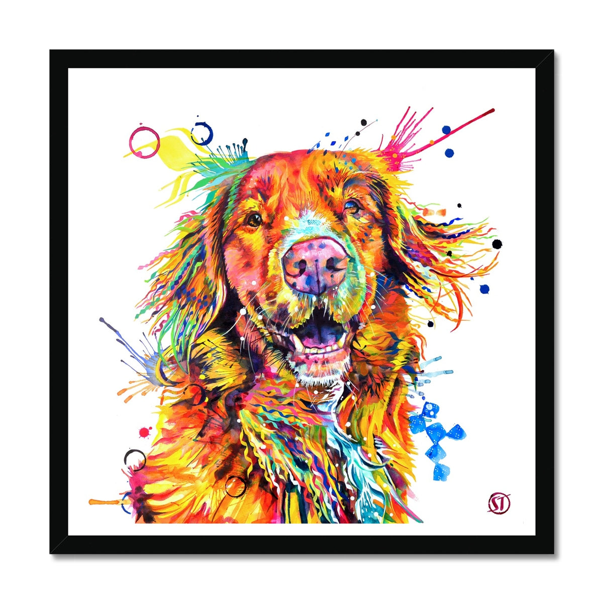 Effy the Duck Toller Framed Print