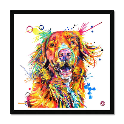 Effy the Duck Toller Framed Print