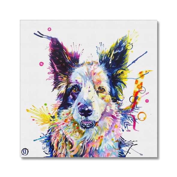 Colourful Border Collie canvas, Poppy, with blue, violet, pink and yellow paint splashes by Sarah Taylor Art