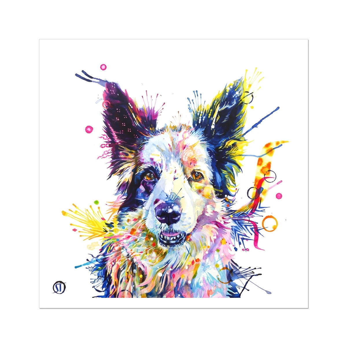 Colourful Border Collie fine art print, Poppy, with pricked ears and bold splashes of paint by Sarah Taylor Art