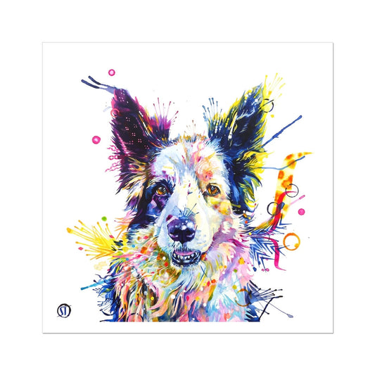 Colourful Border Collie fine art print, Poppy, with pricked ears and bold splashes of paint by Sarah Taylor Art