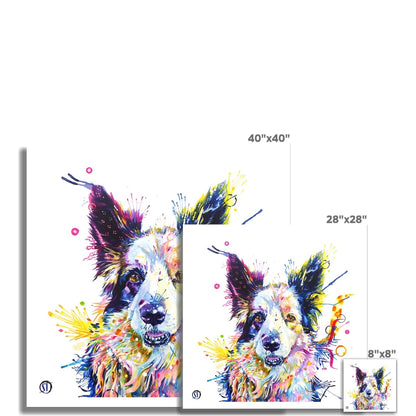 Colourful Border Collie fine art print, Poppy, with pricked ears and bold splashes of paint by Sarah Taylor Art