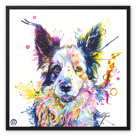 Colourful Border Collie framed canvas, Poppy, in a black floating frame by Sarah Taylor Art