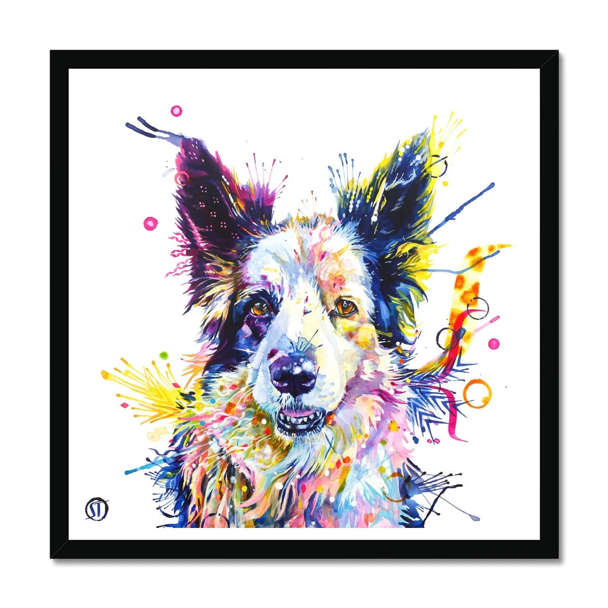 Colourful Border Collie framed print, Poppy, with pricked ears, amber eyes and bright paint splashes by Sarah Taylor Art