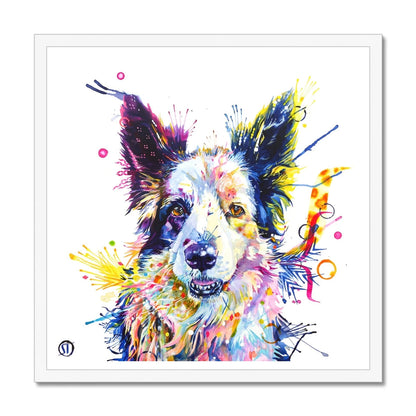 Colourful Border Collie framed print, Poppy, with pricked ears, amber eyes and bright paint splashes by Sarah Taylor Art