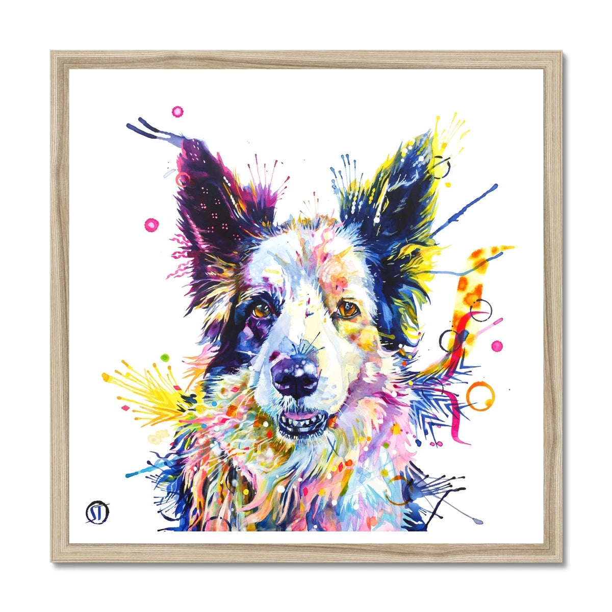 Colourful Border Collie framed print, Poppy, with pricked ears, amber eyes and bright paint splashes by Sarah Taylor Art