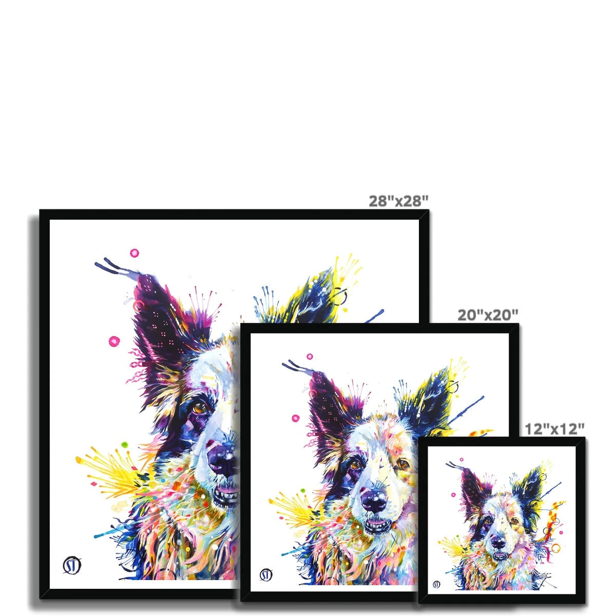 Colourful Border Collie framed print, Poppy, with pricked ears, amber eyes and bright paint splashes by Sarah Taylor Art