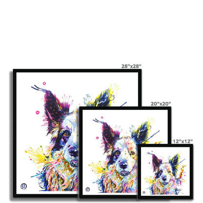 Colourful Border Collie framed print, Poppy, with pricked ears, amber eyes and bright paint splashes by Sarah Taylor Art