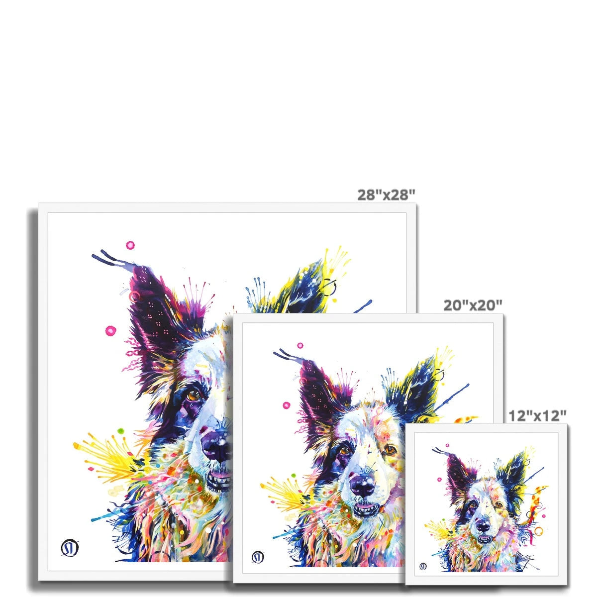 Colourful Border Collie framed print, Poppy, with pricked ears, amber eyes and bright paint splashes by Sarah Taylor Art