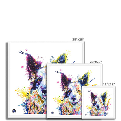 Colourful Border Collie framed print, Poppy, with pricked ears, amber eyes and bright paint splashes by Sarah Taylor Art