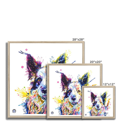 Colourful Border Collie framed print, Poppy, with pricked ears, amber eyes and bright paint splashes by Sarah Taylor Art